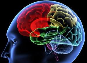 Ανθρώπινο μυαλό σε διάφορα χρώματα